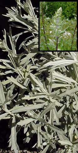 Mugwort Artemisia vulgaris